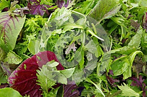 Field greens salad mix
