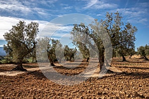 Field of group of olive trees