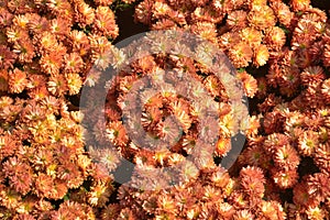 Field of group orange chrysanthemum flower blossoms