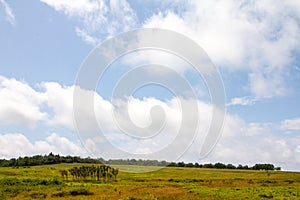 Field with a group of trees and cloudy sky