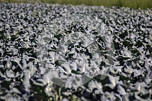 Field with growing cabbage