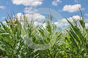 Field of growing corn