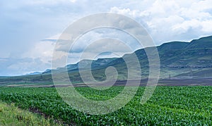 Field of growing corn in the mountains