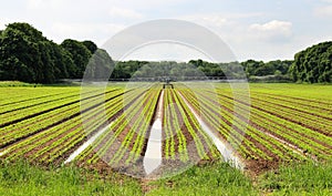 Field of growing crops being irrigated