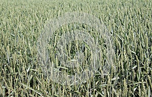 In the field growing green winter wheat