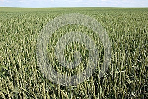 In the field growing green winter wheat