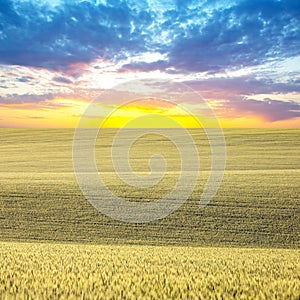 field of growing wheat. agronomy and plant botany