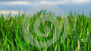 Field for growing young wheat, barley, rye. Young green wheat sprouts of grain crops. Agricultural land.