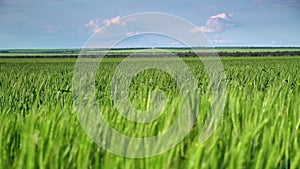 Field for growing young wheat, barley, rye. Young green wheat sprouts of grain crops. Agricultural land.