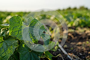 Field growth cucumber greens healthy nutrition sprouts