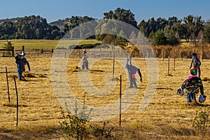 Field Of Halloween Scarecrows