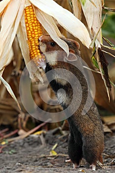 Field hamster gather maize