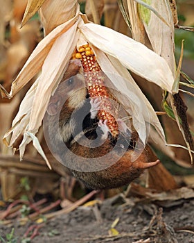 Field hamster gather maize photo