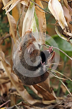 Field hamster gather maize