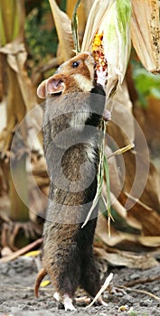 Field hamster gather maize photo