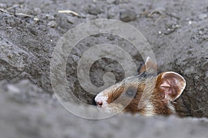 Field hamster portrait