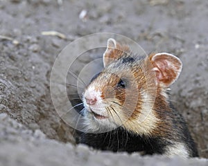 Field hamster portrait