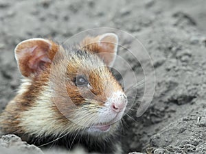 Field hamster portrait