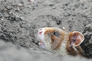 Field hamster portrait