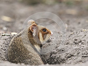 Field hamster portrait
