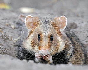 Field hamster portrait