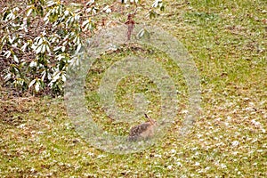 Field hare on a meadow in Germany