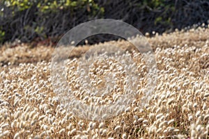 Field of hare's tail grass on Granite Island