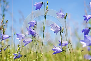 Field of harebell in the springtime