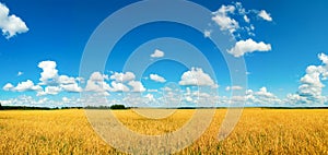 Field with harvest