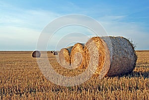 Field after harvest