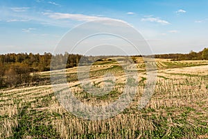 Field after harvest, cut off stalks of cereals and sprouting green grass, blue sky with small clouds, spring time