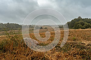 Field after harvest with dry grass and straw. Big stone on agricultural field. Cloudy weather with a rainy sky. Dramatic autumn