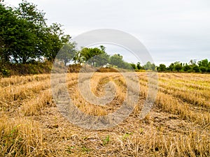 The field after the harvest.