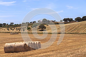 Field of harvest wheat and straw bale