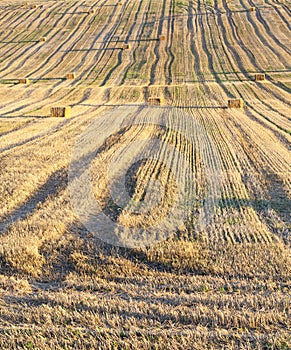 Field harvested wheat crop