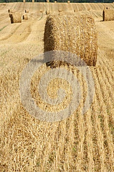 Field after harvesting