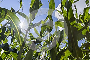 a field for harvesting corn grain