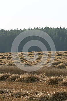 Field after harvesting crops and crops. A dirt road and forest run along the agricultural field. Agro-industrial complex in an