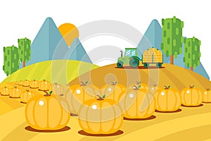 Field harvesting fruits set, ripe pumpkins bunch outside vector illustration. Tractor with trailer carries harvested