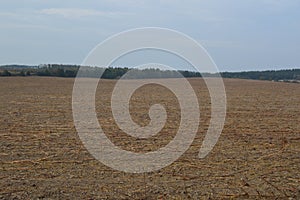 Field after harvesting sunflower