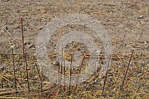 Field after harvesting sunflower