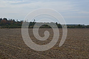 Field after harvesting sunflower