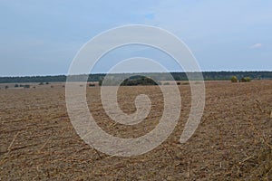 Field after harvesting sunflower