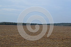 Field after harvesting sunflower