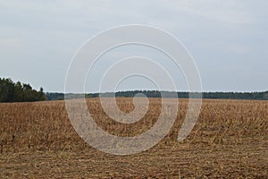 Field after harvesting sunflower