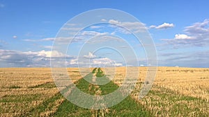 The field after harvesting in sunny day.