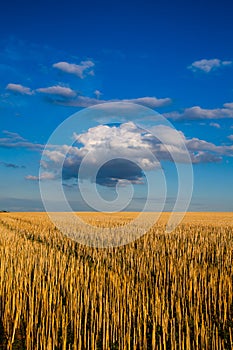 The field after harvesting in sunny day