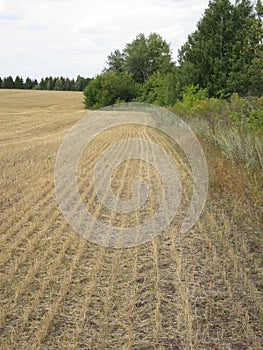 Field after harvesting wheat