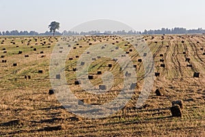 Field with hay