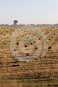 Field with hay